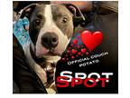 Spot, American Staffordshire Terrier For Adoption In Harper, Texas