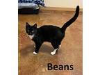 Beans, Domestic Shorthair For Adoption In Mountain View, Arkansas