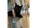 Mickey, Domestic Shorthair For Adoption In Toms River, New Jersey