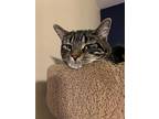 Mylo, Domestic Shorthair For Adoption In Toms River, New Jersey