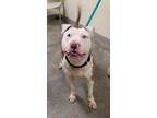 Prince, American Pit Bull Terrier For Adoption In Philadelphia, Pennsylvania