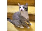 Quiche, American Shorthair For Adoption In Hicksville, New York