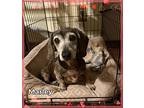 Priss And Marley, Dachshund For Adoption In Green Cove Springs, Florida