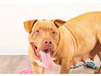 Mandy, American Pit Bull Terrier For Adoption In Rowlett, Texas