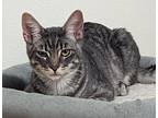 Cassidy, Domestic Shorthair For Adoption In Encinitas, California