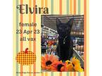 Elvira, Domestic Shorthair For Adoption In Dalzell, South Carolina