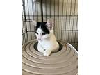 Avery, Domestic Shorthair For Adoption In Clarksville, Tennessee