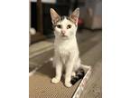 Angus, Domestic Shorthair For Adoption In Clarksville, Tennessee