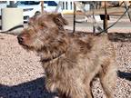 Caesar, Terrier (unknown Type, Small) For Adoption In Payson, Arizona