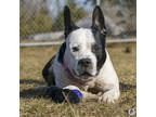 Mercury, American Pit Bull Terrier For Adoption In Ann Arbor, Michigan