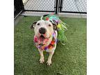 Miss Piggy, American Pit Bull Terrier For Adoption In Provo, Utah