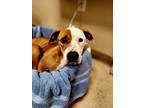Chrissy, American Pit Bull Terrier For Adoption In Jacksonville, Florida