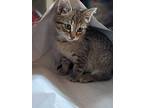 Emmanuel, American Shorthair For Adoption In Lakeland, Florida