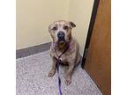 Josie, American Pit Bull Terrier For Adoption In Merriam, Kansas