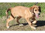 Cole 39144, Retriever (unknown Type) For Adoption In Prattville, Alabama