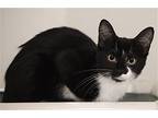 Starlight, Domestic Shorthair For Adoption In Fort Myers, Florida