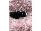 Jiffy & Carmellow, Guinea Pig For Adoption In Chino, California