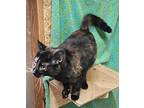 Mocha, Domestic Shorthair For Adoption In Abbeville, South Carolina