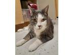 Leo, Domestic Shorthair For Adoption In Oakville, Ontario