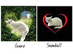 Snowball #sister-of-guero, American Shorthair For Adoption In Houston, Texas