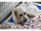 Elliot, Wheaten Terrier For Adoption In Colorado Springs, Colorado