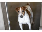 Flash, Jack Russell Terrier For Adoption In Colorado Springs, Colorado