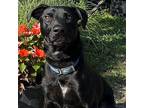 Oscar, Labrador Retriever For Adoption In Rocky Mount, Virginia