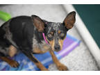 Darlene, Miniature Pinscher For Adoption In Colorado Springs, Colorado