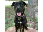 Calliope (adoption Fee Sponsored), Labrador Retriever For Adoption In Rocky