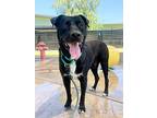 Buddy, Labrador Retriever For Adoption In Scottsdale, Arizona