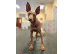 Nina, Miniature Pinscher For Adoption In Colorado Springs, Colorado