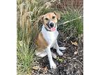 Duke, Jack Russell Terrier For Adoption In Olive Branch, Mississippi