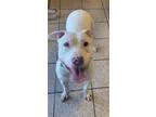 Wally, American Pit Bull Terrier For Adoption In Wausau, Wisconsin