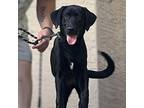 Willow, Labrador Retriever For Adoption In Vail, Arizona