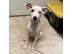 Danny, Terrier (unknown Type, Medium) For Adoption In Rocky Mount, Virginia