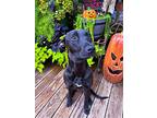Mable, Labrador Retriever For Adoption In Olive Branch, Mississippi