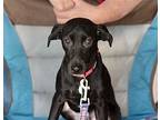 Lucky, Dachshund For Adoption In Olive Branch, Mississippi