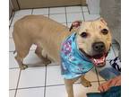 Dixie, American Staffordshire Terrier For Adoption In Forked River, New Jersey