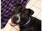 Buffy, American Staffordshire Terrier For Adoption In Forked River, New Jersey