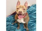 Piglet, American Pit Bull Terrier For Adoption In Forked River, New Jersey