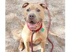 Lotus, American Staffordshire Terrier For Adoption In Forked River, New Jersey