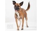 23-066 Frances "frannie", Rat Terrier For Adoption In Richardson, Texas