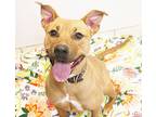 Brynn, American Staffordshire Terrier For Adoption In Forked River, New Jersey