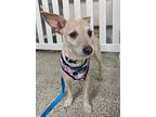 Saweetie Pie, Terrier (unknown Type, Small) For Adoption In Thousand Oaks