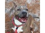 Noodle, American Staffordshire Terrier For Adoption In Forked River, New Jersey