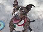 Ladybelle- Foster Or Adopt, American Staffordshire Terrier For Adoption In