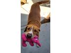 Rocco, Labrador Retriever For Adoption In Sonoma, California