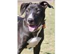 Cloud, Bull Terrier For Adoption In Vail, Arizona