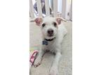 Forest, Terrier (unknown Type, Small) For Adoption In Thousand Oaks, California
