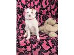 Soto, Terrier (unknown Type, Small) For Adoption In Thousand Oaks, California